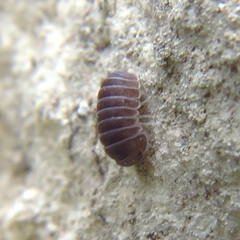 Armadillo officinalis