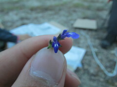 Salvia pusilla