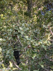 Quercus coccifera