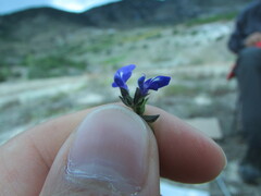Salvia pusilla