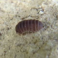 Armadillo officinalis