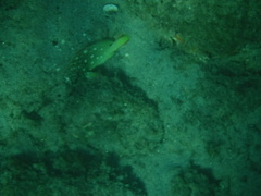 Epinephelus labriformis