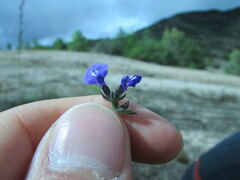 Salvia pusilla