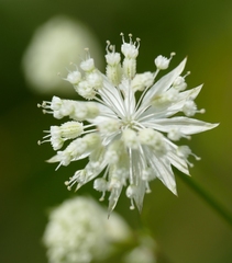 Astrantia minor