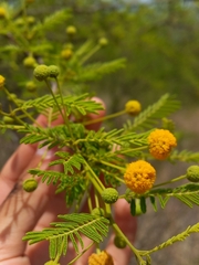 Vachellia aroma