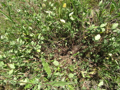 Trifolium ochroleucon
