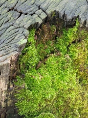 Bryum