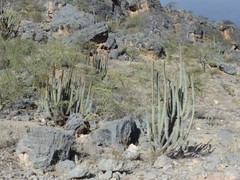 Espostoa mirabilis