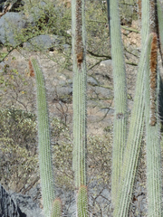 Espostoa mirabilis