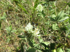 Trifolium ochroleucon