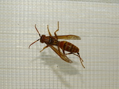 Polistes wattii