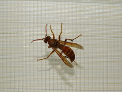 Polistes wattii