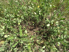 Trifolium ochroleucon
