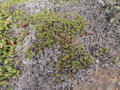 Arctostaphylos imbricata