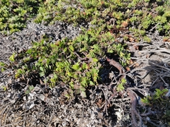 Arctostaphylos imbricata