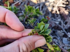 Arctostaphylos imbricata