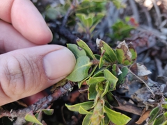 Arctostaphylos imbricata