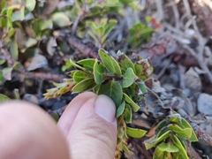 Arctostaphylos imbricata