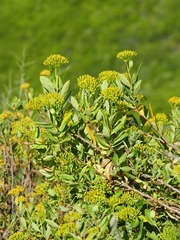 Bupleurum fruticosum