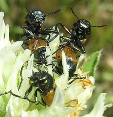 Labidostomis