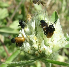 Labidostomis