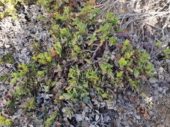 Arctostaphylos imbricata