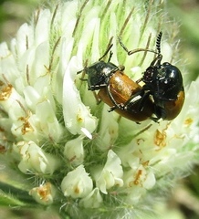 Labidostomis