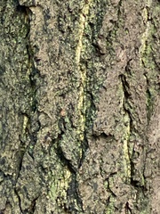Enterobacteriaceae