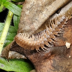 Pseudopolydesmus
