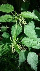 Urtica dioica