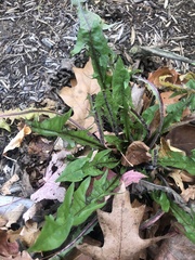 Taraxacum