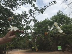 Gardenia volkensii