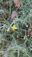 Senecio inaequidens