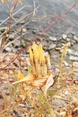 Gentiana andrewsii