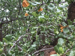 Gardenia volkensii