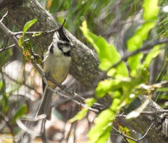 Baeolophus wollweberi