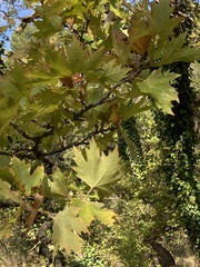 Platanus orientalis