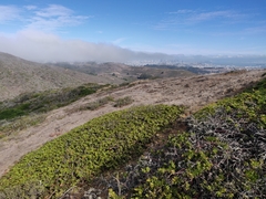 Arctostaphylos imbricata