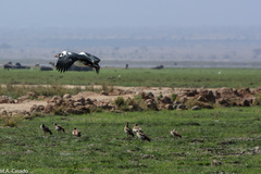 Plectropterus gambensis