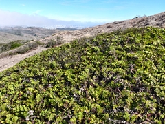 Arctostaphylos imbricata