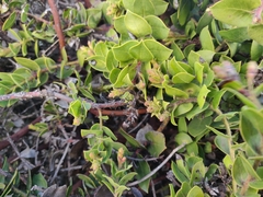 Arctostaphylos imbricata