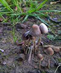 Psathyrella bipellis