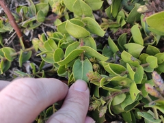 Arctostaphylos imbricata