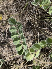 Tephrosia lindheimeri