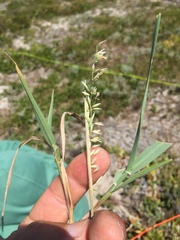 Ehrharta villosa
