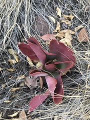 Kalanchoe