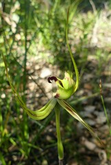 Caladenia attingens