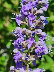 Vitex agnus-castus