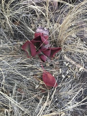 Kalanchoe