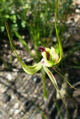 Caladenia attingens
